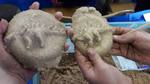 The hands of two children holding a homemade fossil made by themselves